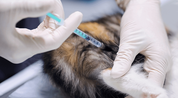 Pet getting Vaccinated