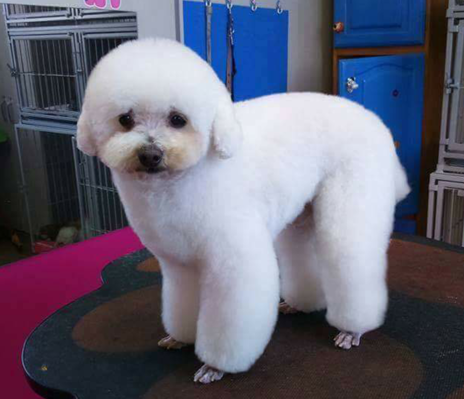 groomed dog