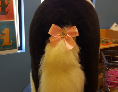 groomed dog with a bow